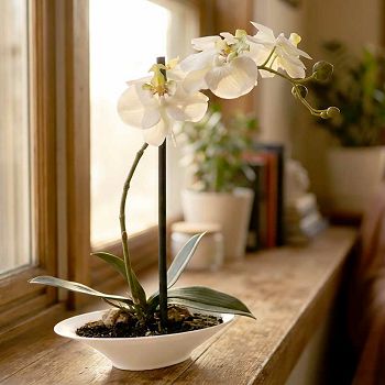 ORHIDEJA KREM U OVALNOJ TEGLI 36 CM