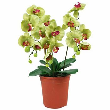 cvijece-umjetno-orhideje-u-tegli-50-cm--12410-757150_1.jpg